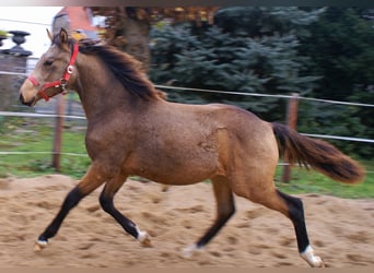 Duitse rijpony, Hengst, veulen (02/2024), 148 cm, Falbe