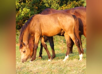 Duitse rijpony, Hengst, veulen (02/2024), 148 cm, Falbe