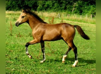 Duitse rijpony, Hengst, veulen (02/2024), 148 cm, Falbe