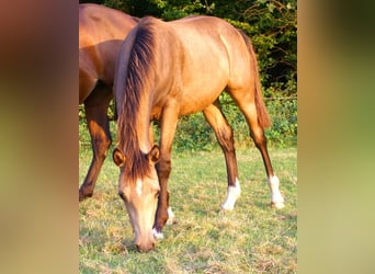 Duitse rijpony, Hengst, veulen (02/2024), 148 cm, Falbe