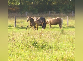 Duitse rijpony, Hengst, veulen (02/2024), 148 cm, Falbe