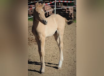 Duitse rijpony, Hengst, Veulen (04/2026), 148 cm, Falbe
