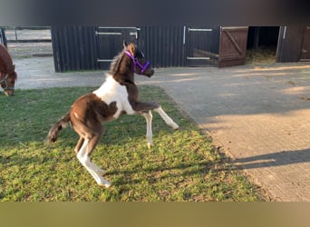 Duitse rijpony, Hengst, veulen (03/2024), 148 cm, Gevlekt-paard