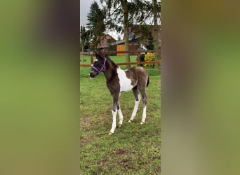 Duitse rijpony, Hengst, veulen (03/2024), 148 cm, Gevlekt-paard