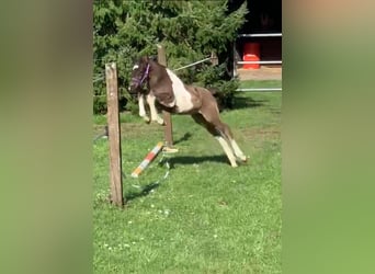 Duitse rijpony, Hengst, veulen (03/2024), 148 cm, Gevlekt-paard