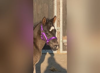 Duitse rijpony, Hengst, veulen (03/2024), 148 cm, Gevlekt-paard