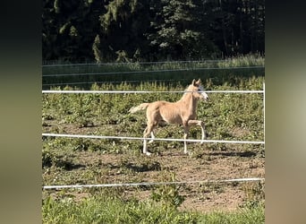 Duitse rijpony, Hengst, Veulen (04/2026), 148 cm, Palomino