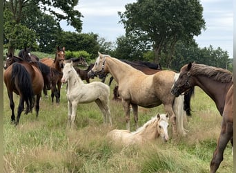Duitse rijpony, Hengst, Veulen (04/2026), 148 cm, Palomino