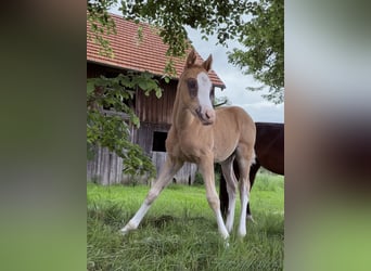 Duitse rijpony, Hengst, Veulen (04/2026), 148 cm, Palomino