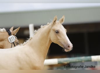 Duitse rijpony, Hengst, Veulen (03/2026), 148 cm, Palomino