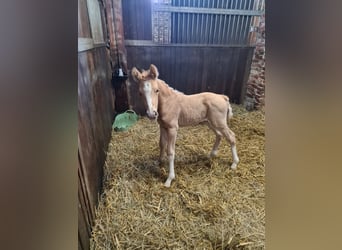 Duitse rijpony, Hengst, veulen (05/2023), 148 cm, Palomino
