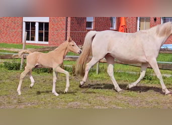 Duitse rijpony, Hengst, veulen (05/2023), 148 cm, Palomino