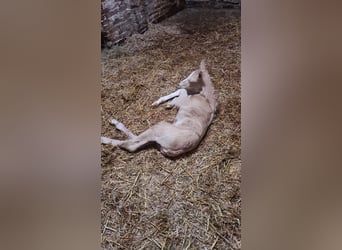Duitse rijpony, Hengst, veulen (05/2023), 148 cm, Palomino