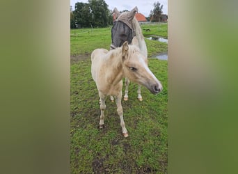 Duitse rijpony, Hengst, veulen (05/2023), 148 cm, Palomino