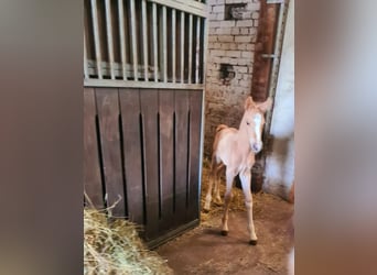 Duitse rijpony, Hengst, veulen (05/2023), 148 cm, Palomino