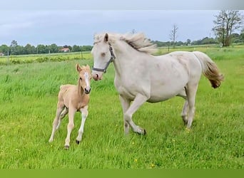 Duitse rijpony, Hengst, veulen (05/2023), 148 cm, Palomino