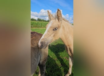 Duitse rijpony, Hengst, veulen (05/2023), 148 cm, Palomino