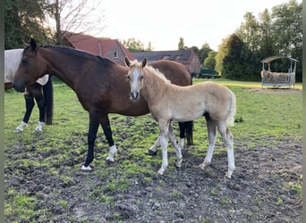 Duitse rijpony, Hengst, veulen (05/2024), 148 cm, Palomino