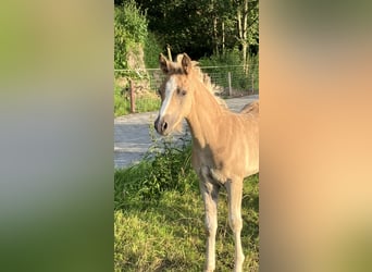 Duitse rijpony, Hengst, veulen (05/2024), 148 cm, Palomino