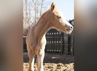 Duitse rijpony, Hengst, , 148 cm, Palomino