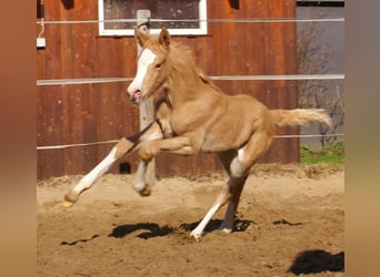 Duitse rijpony, Hengst, , 148 cm, Palomino