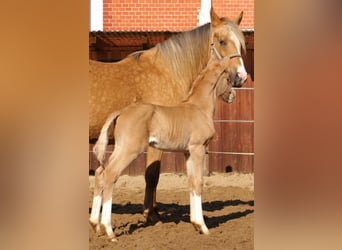 Duitse rijpony, Hengst, , 148 cm, Palomino