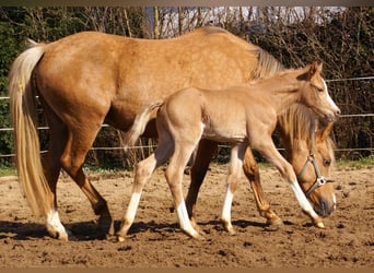 Duitse rijpony, Hengst, , 148 cm, Palomino