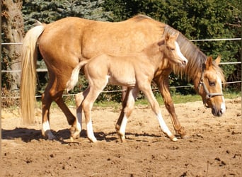 Duitse rijpony, Hengst, , 148 cm, Palomino