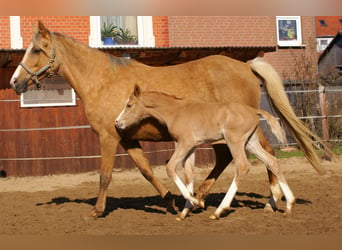 Duitse rijpony, Hengst, , 148 cm, Palomino