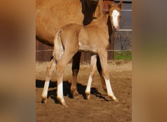 Duitse rijpony, Hengst, , 148 cm, Palomino