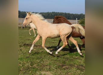 Duitse rijpony, Hengst, veulen (04/2024), 148 cm, Palomino