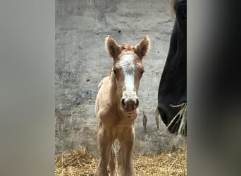 Duitse rijpony, Hengst, veulen (01/2024), 148 cm, Red Dun