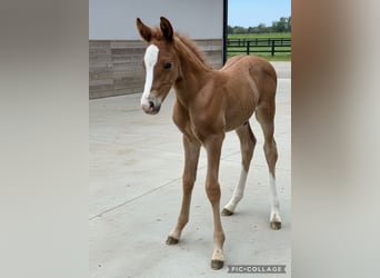 Duitse rijpony, Hengst, Veulen (05/2026), 148 cm, Vos