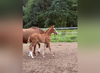 Duitse rijpony, Hengst, Veulen (05/2026), 148 cm, Vos