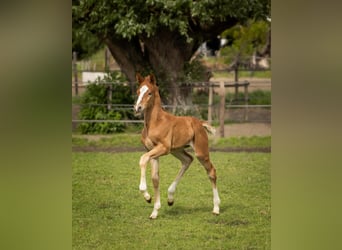 Duitse rijpony, Hengst, Veulen (05/2026), 148 cm, Vos