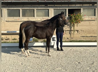 Duitse rijpony, Hengst, veulen (04/2024), 148 cm, Zwart