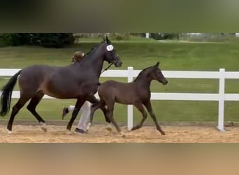Duitse rijpony, Hengst, Veulen (06/2026), 148 cm, Zwart