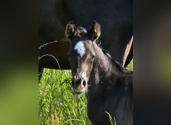 Duitse rijpony, Hengst, veulen (05/2024), 148 cm, Zwartbruin