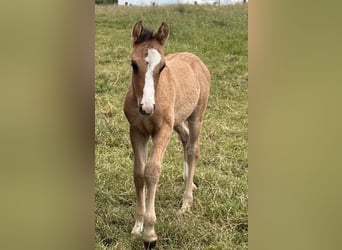 Duitse rijpony, Hengst, Veulen (04/2026), 149 cm, Falbe