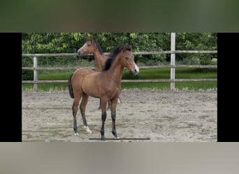 Duitse rijpony, Hengst, , 150 cm, Bruin