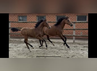 Duitse rijpony, Hengst, , 150 cm, Bruin