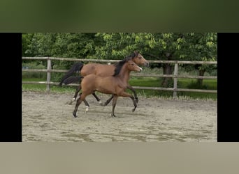 Duitse rijpony, Hengst, , 150 cm, Bruin