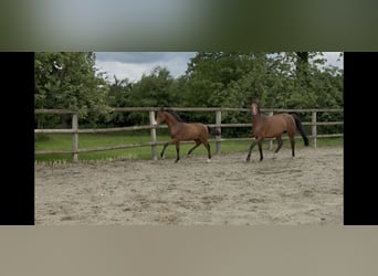 Duitse rijpony, Hengst, , 150 cm, Bruin