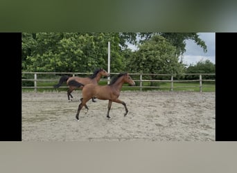 Duitse rijpony, Hengst, , 150 cm, Bruin