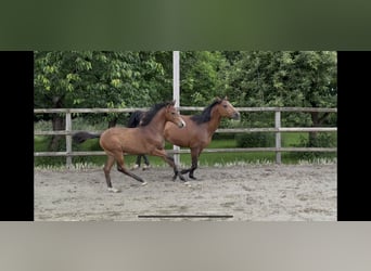 Duitse rijpony, Hengst, , 150 cm, Bruin