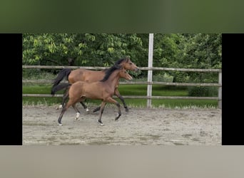Duitse rijpony, Hengst, , 150 cm, Bruin