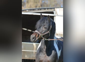 Duitse rijpony, Hengst, veulen (01/2024), 150 cm