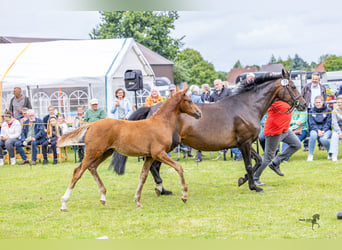 Duitse rijpony, Hengst, Veulen (03/2025), 150 cm, Vos