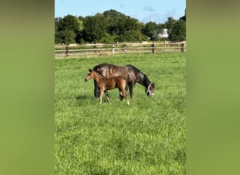 Duitse rijpony, Hengst, veulen (06/2024), Brauner