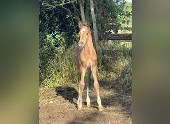 Duitse rijpony, Hengst, veulen (06/2024), Brauner